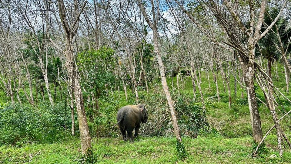 2 Hours-Early Bird Guide Tour in Khao Lak Elephant Sanctuary - Elephant Rescue and Care