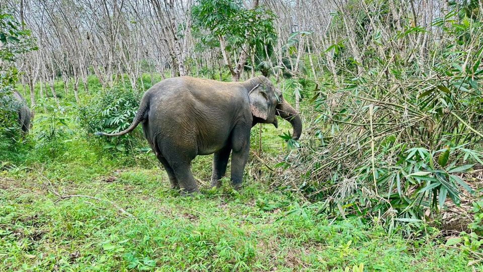 2 Hours-Early Bird Guide Tour in Khao Lak Elephant Sanctuary - Inclusions and Exclusions