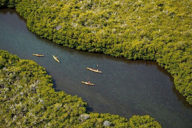 2 Hours of Kayak Safari in Bahía de La Paz - Exploring La Paz’s Natural Beauty on a 2-Hour Kayak Safari
