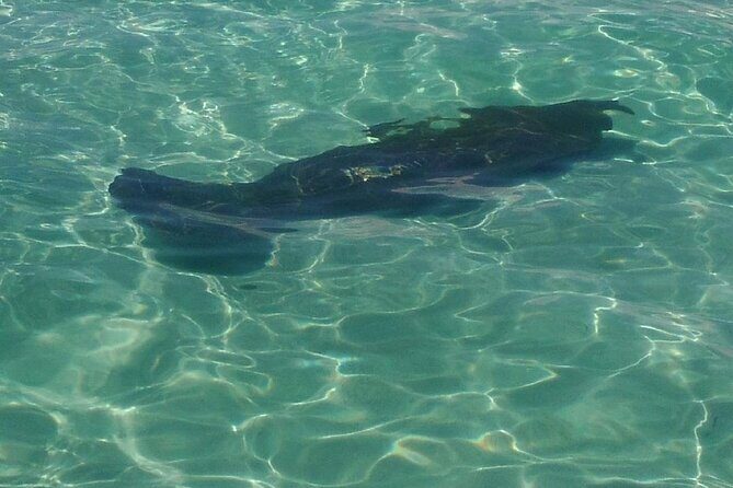 2 Hours Swim with the Dolphins in Panama City - The Role of the Guide and Boat Handling