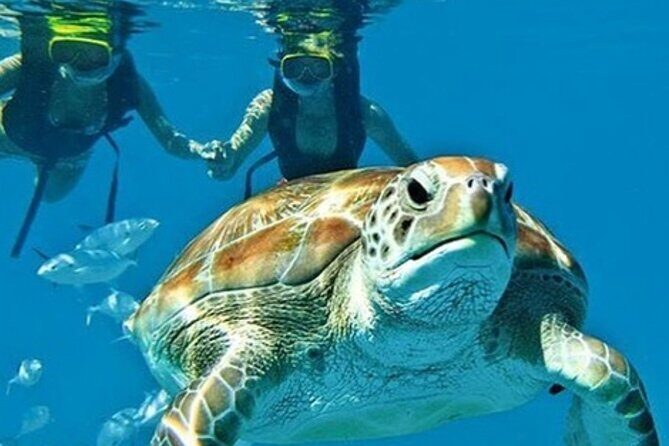 2 Hours Turtle Feeding, Shipwreck & Reef Snorkeling Tour Barbados - Key Points