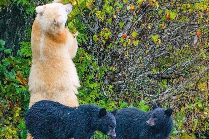 2 hr Private Custom Tour of Ketchikan (4 people) Wildlife + More - An Introduction to a Tailored Experience