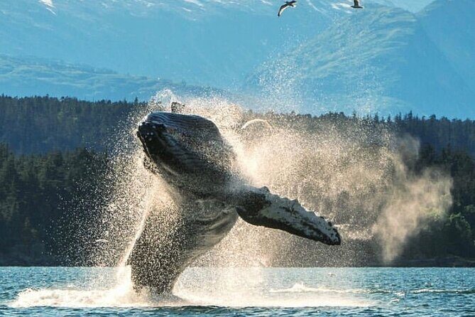 2 hr Private Custom Tour of Ketchikan (4 people) Wildlife + More - What’s Included and How It’s Organized