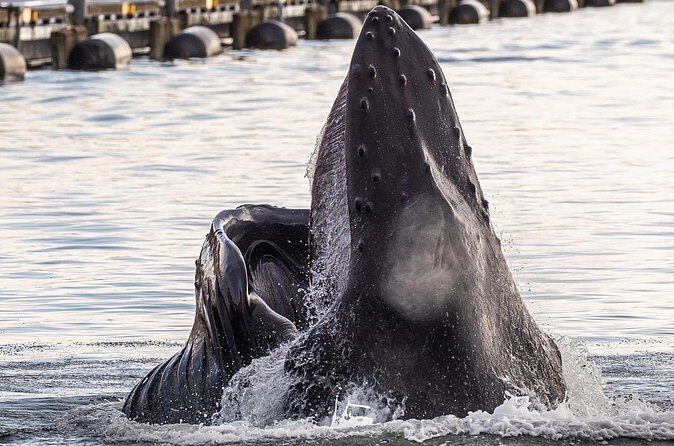 2 hr Private Custom Tour of Ketchikan (4 people) Wildlife + More - What You Can Expect at Each Stop