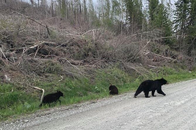 2 hr Private Custom Tour of Ketchikan (4 people) Wildlife + More - Authenticity and Value