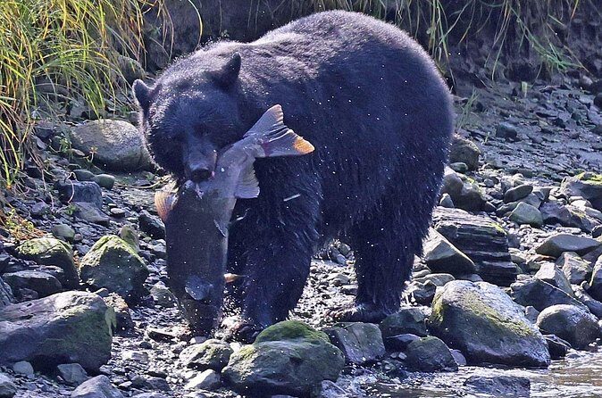 2 hr Private Custom Tour of Ketchikan (4 people) Wildlife + More - The Experience and Its Pacing