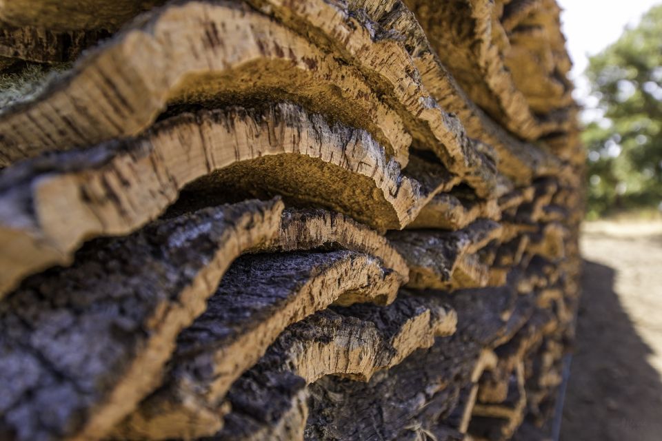 2 hr Walk in the Cork Forest - Discover the Cork Forest: A Guided 2-Hour Walk in Portugal’s Évora District