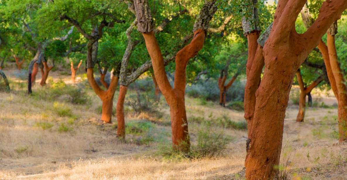 2 hr Walk in the Cork Forest - An In-Depth Look at the Cork Forest Tour