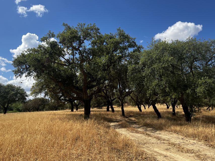 2 hr Walk in the Cork Forest - Practicalities and Tips