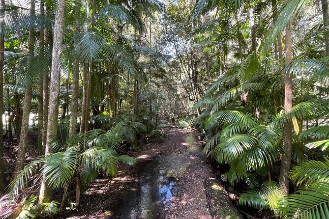 2 Night Rainforest Glamping Adventure near Byron Bay - The Sum Up