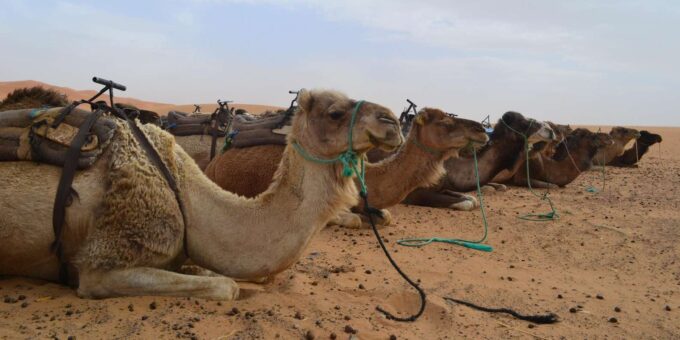 2 Night Tour From Fes To Marrakech Via Merzouga Sahara - Included Meals and Accommodation