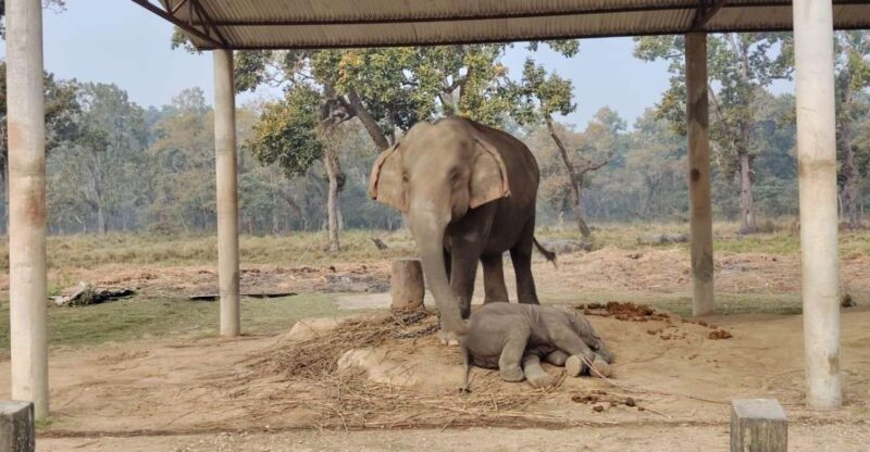 2 Nights 3 Days Chitwan Jungle Safari Tour - Detailed Itinerary