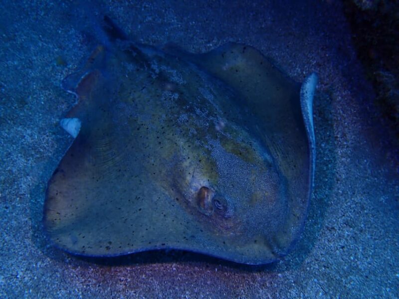 2 PRIVATE GUIDED DIVES - Equipment and Safety