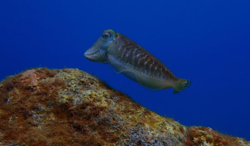 2 PRIVATE GUIDED DIVES - Participant Restrictions