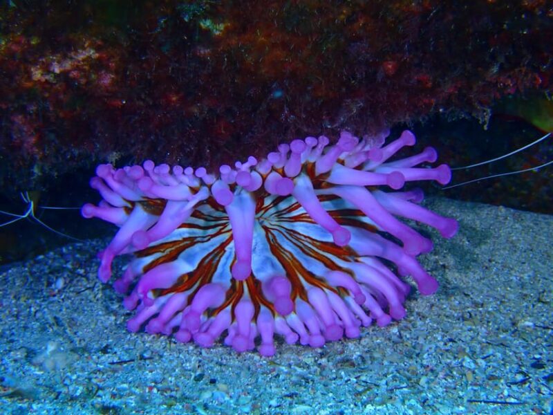 2 PRIVATE GUIDED DIVES - Meeting Point and What to Bring