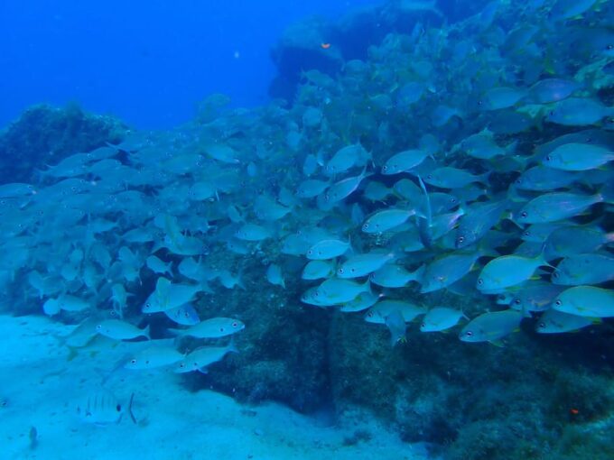 2 PRIVATE GUIDED DIVES - Instructor Languages and Accessibility