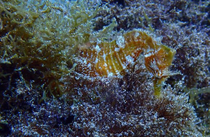 2 PRIVATE GUIDED DIVES - Cancellation Policy and Refund