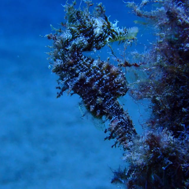 2 PRIVATE GUIDED DIVES - Booking and Payment