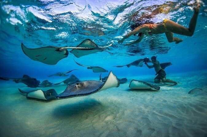 2-stop Adventure: Stingray City and snorkeling at Cayman Reefs - FAQ