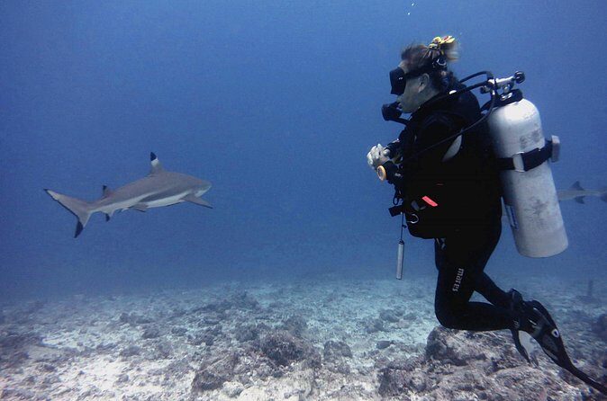 2 Tank (1 Day) Guided Diving for Certified Divers - Denarau Marina - Exploring the Itinerary and What to Expect