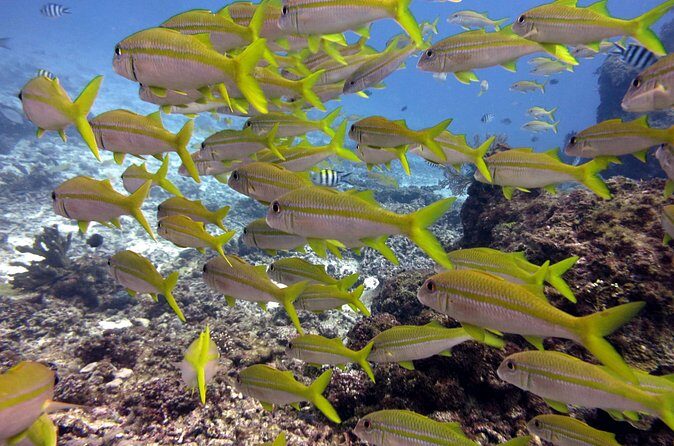 2 Tank (1 Day) Guided Diving for Certified Divers - Denarau Marina - Who Should Consider This Tour?