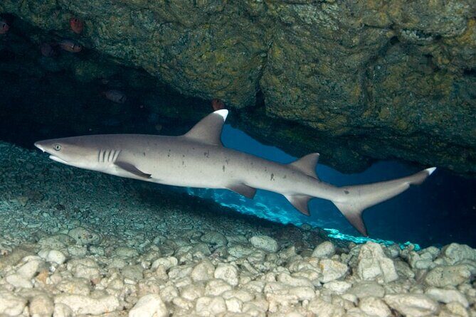 2-Tank Daytime Scuba Dive Boat Trip - The Itinerary and What to Expect