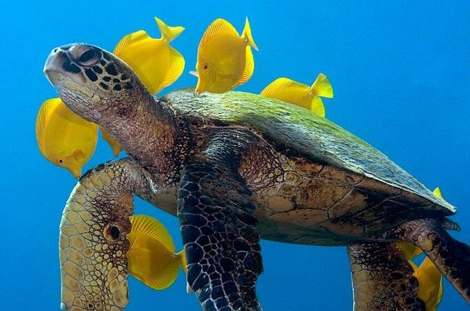 2-Tank Daytime Scuba Dive Boat Trip - FAQ