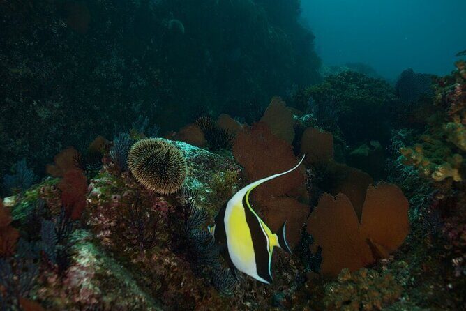 2 Tank Dive - Certified Divers (Santa Maria Bay & Chileno Bay) - A Practical Look at the Dive Experience