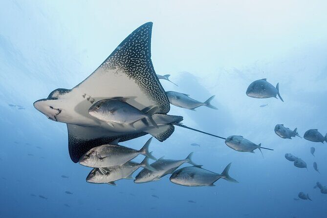 2 Tank Dive - Certified Divers (Santa Maria Bay & Chileno Bay) - The Sum Up: Is It Worth It?