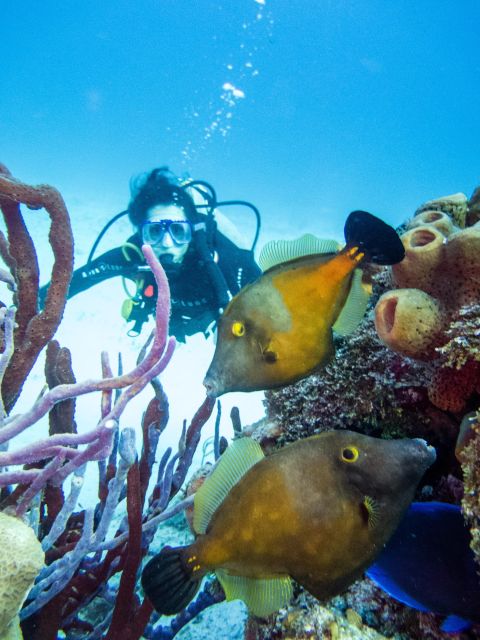 2 Tank Dive in Cozumel's Marine National Park - Safety and PADI Certification
