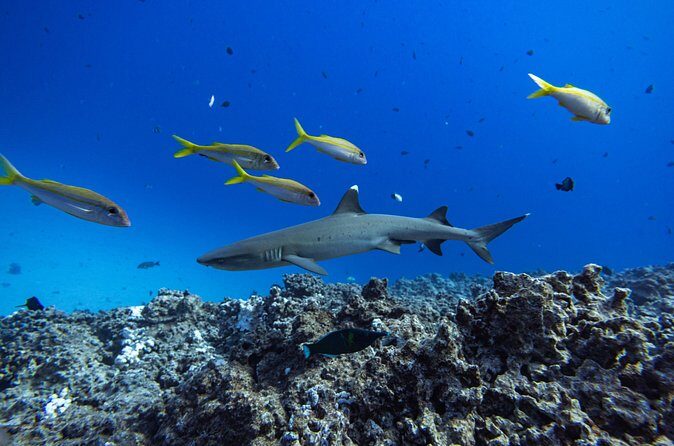 2-Tank Dive K2 Power Catamaran featuring the Molokini Crater - Final Thoughts