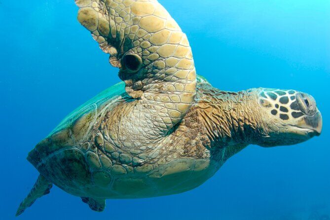 2-Tank Dive K2 Power Catamaran featuring the Molokini Crater - Frequently Asked Questions