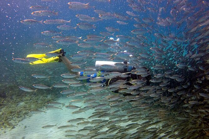 2 tank guided dive House Reef (Pierbaai Reef and Car Pile) - A Closer Look at the Tour: What to Expect
