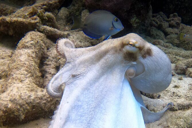 2 tank guided dive House Reef (Pierbaai Reef and Car Pile) - FAQ