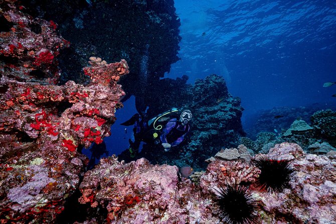 2 Tank Lanai Cathedral Scuba Dive (Boat) - Booking Information