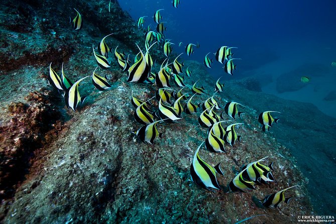 2 Tank Tour in Cabo San Lucas Reserve, Certified Divers With MANTA - Customer Reviews and Experiences