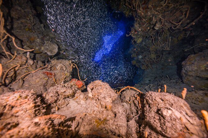 2 Tanks dives for Certified Divers in Cozumel - Practical Details