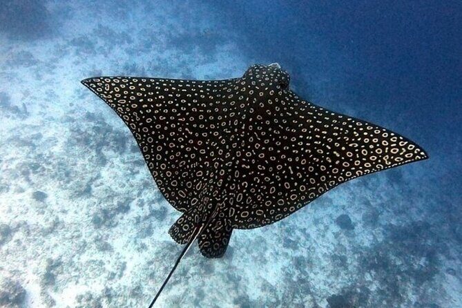 2 tanks for certified divers - Why This Tour Works Well for Travelers