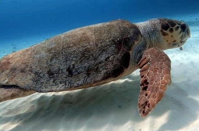 2 tanks for certified divers - Price and Value: Is It Worth It?