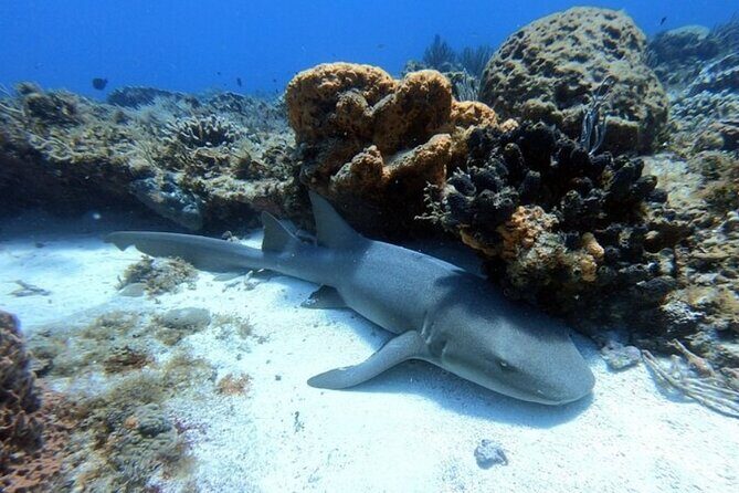 2 tanks for certified divers - The Sum Up: Why Choose This Tour?