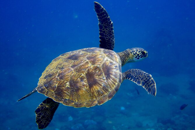 2 Tanks Scuba Dive Kauai From a Boat - Health and Safety Guidelines