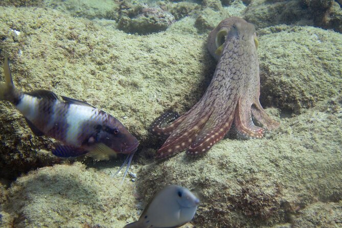 2 Tanks Scuba Dive Kauai From a Boat - The Sum Up