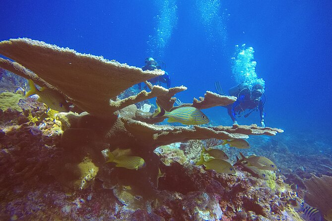 2 Tanks Scuba Diving in Punta Cancun Reefs for Certified Divers - Requirements and Recommendations