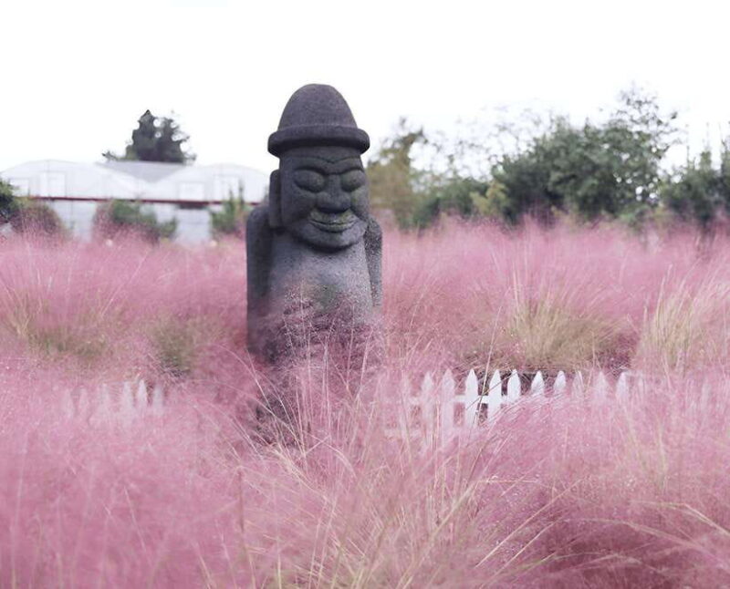 2025 Jeju Autumn Tour with Pink Muhly Festival - Key Points