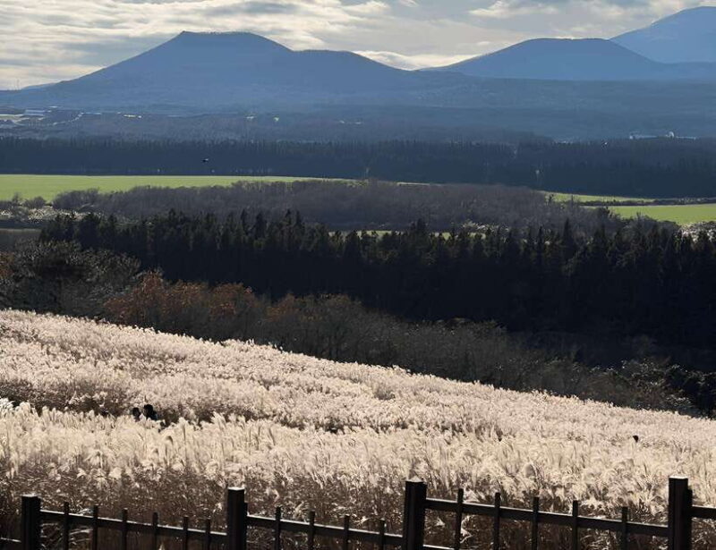2025 Jeju Autumn Tour with Pink Muhly Festival - Who Will Love This Tour?