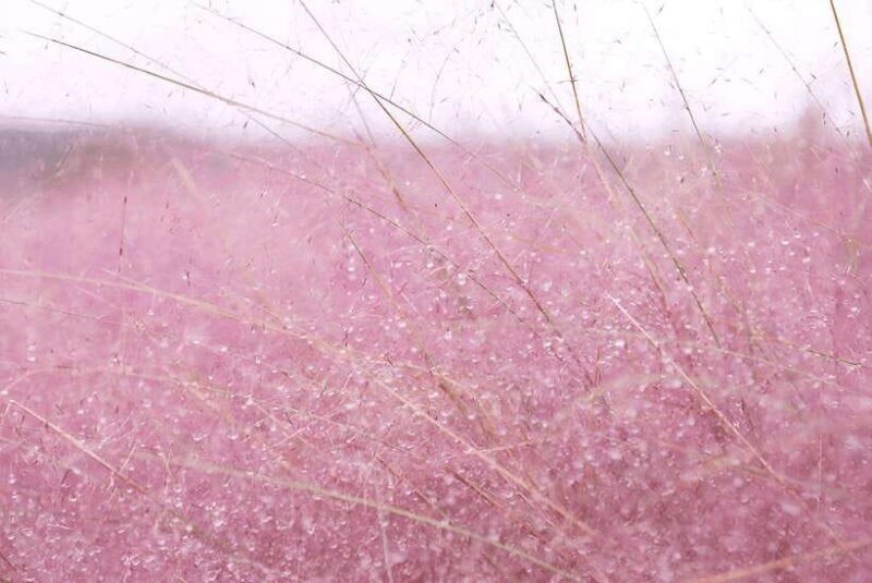 2025 Jeju Autumn Tour with Pink Muhly Festival - The Sum Up