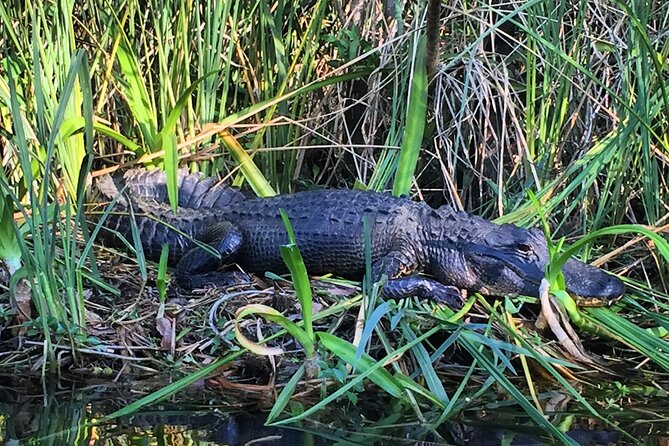 2Hour Everglades Kayak Safari Adventure Through Mangrove Tunnels - Exploring the Everglades