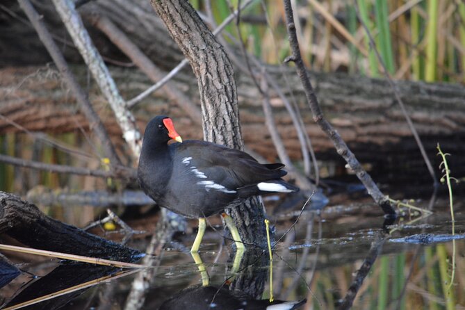 2Hour Everglades Kayak Safari Adventure Through Mangrove Tunnels - Sum Up