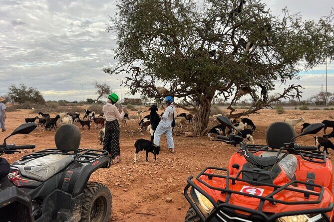 2Hours DE Quad + Comedy EN Tour and Crocoparc Tour - Key Points