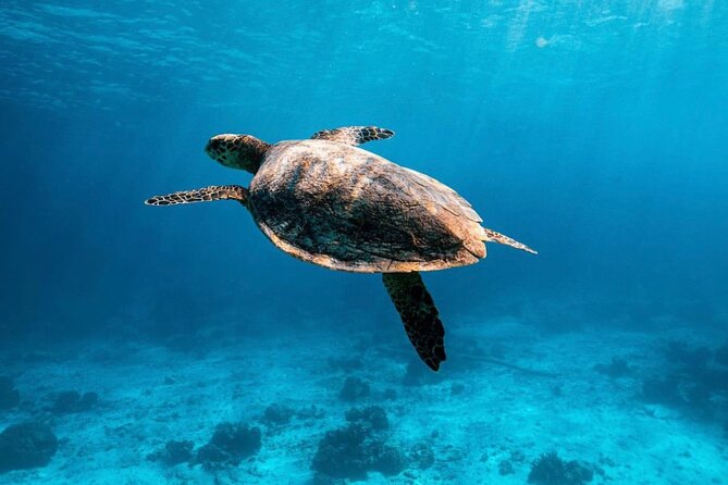 2x Snorkelling Phi Phi, Maiton, Maya Bay, Khai Islands Tour - Good To Know